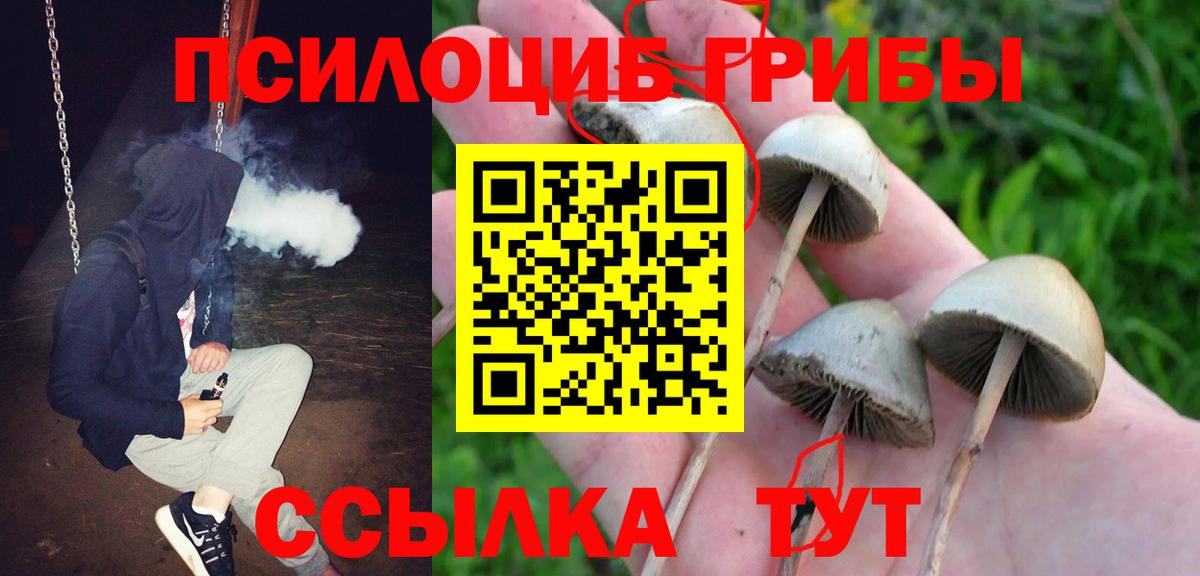 Галлюциногенные грибы Psilocybe Каспийск